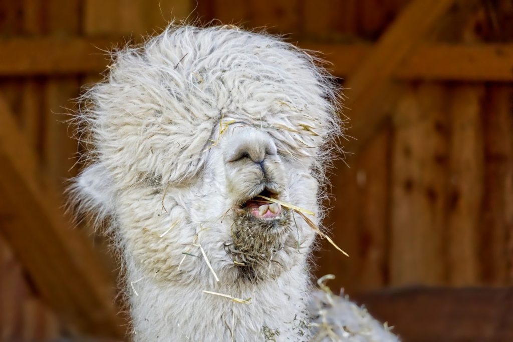 Lama